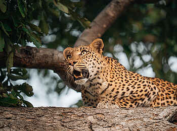 Chitabe Camp: Leopard