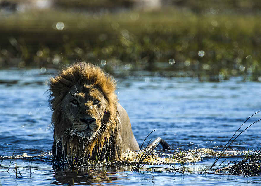 Duba Explorers Camp: Ein Löwe im Wasser Duba Explorers Camp: Ein Löwe im Wasser
