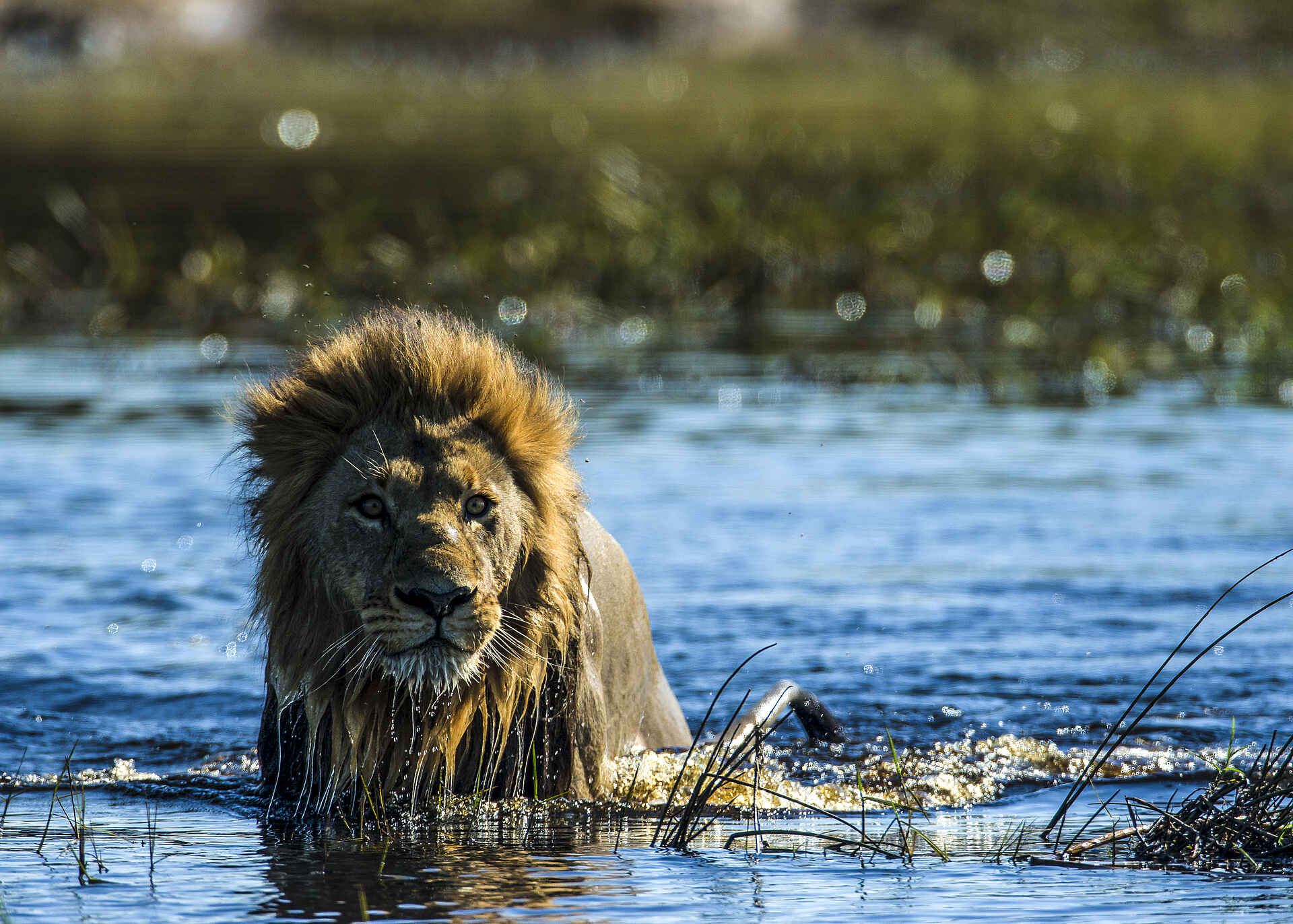 Duba Explorers Camp: Ein Löwe im Wasser Duba Explorers Camp: Ein Löwe im Wasser