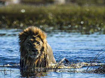 Duba Explorers Camp: Ein Löwe im Wasser