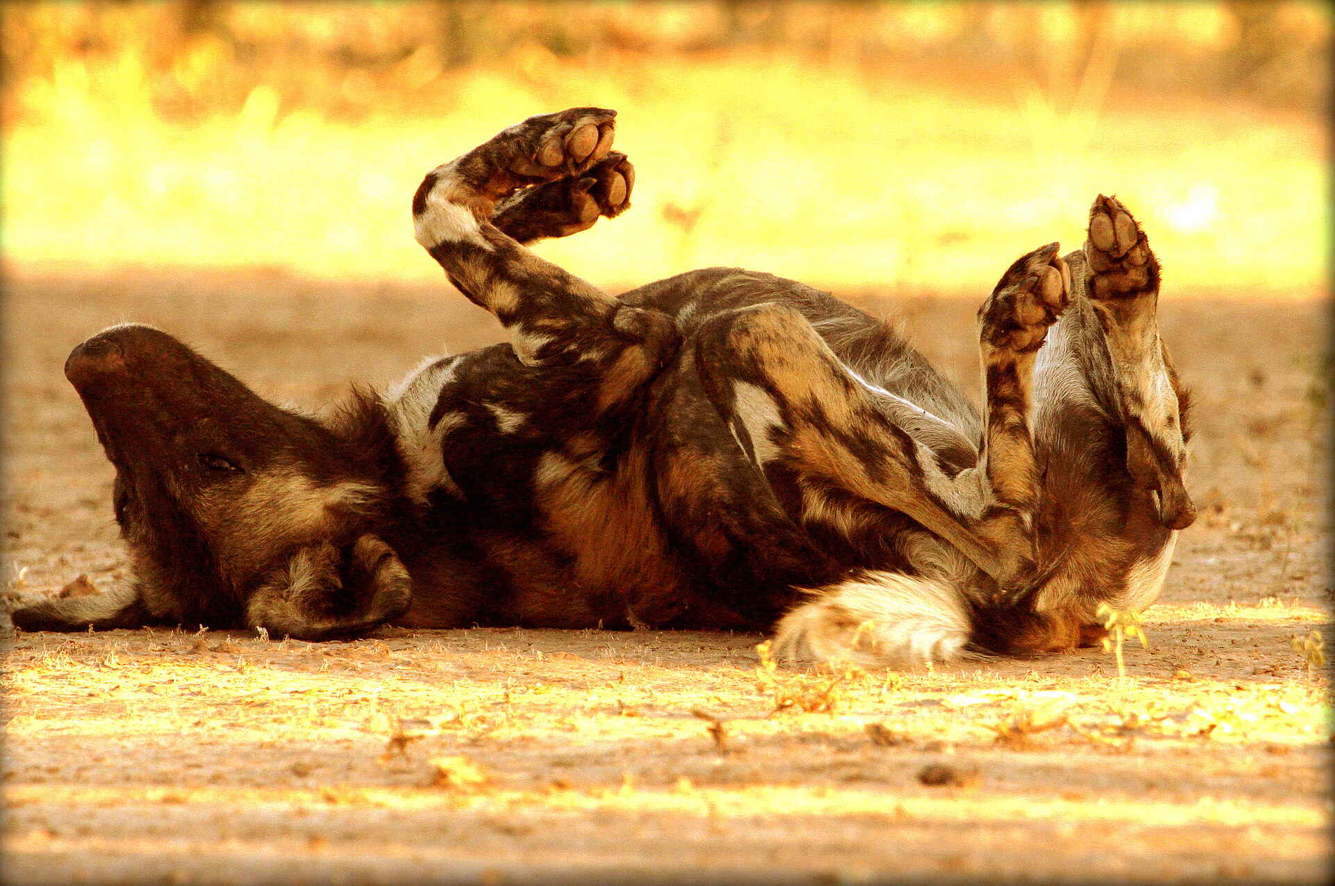 Canoe Safari, Goliath Safaris, Goliath Tented Camp, Kanu-Safari, Mana Pools National Park, Sambesi, Samebsi-Tal, Stretch Ferreira, Zambezi, Lycaon Pictus, Wildhund, Afrikarma, Afrikarma Safaris, Afrikarma Safaris - Wildnis. Hautnah., Afrikarma.de