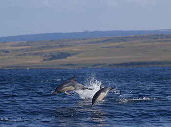 GweGwe Beach Lodge: Eine Gruppe von Delfinen
