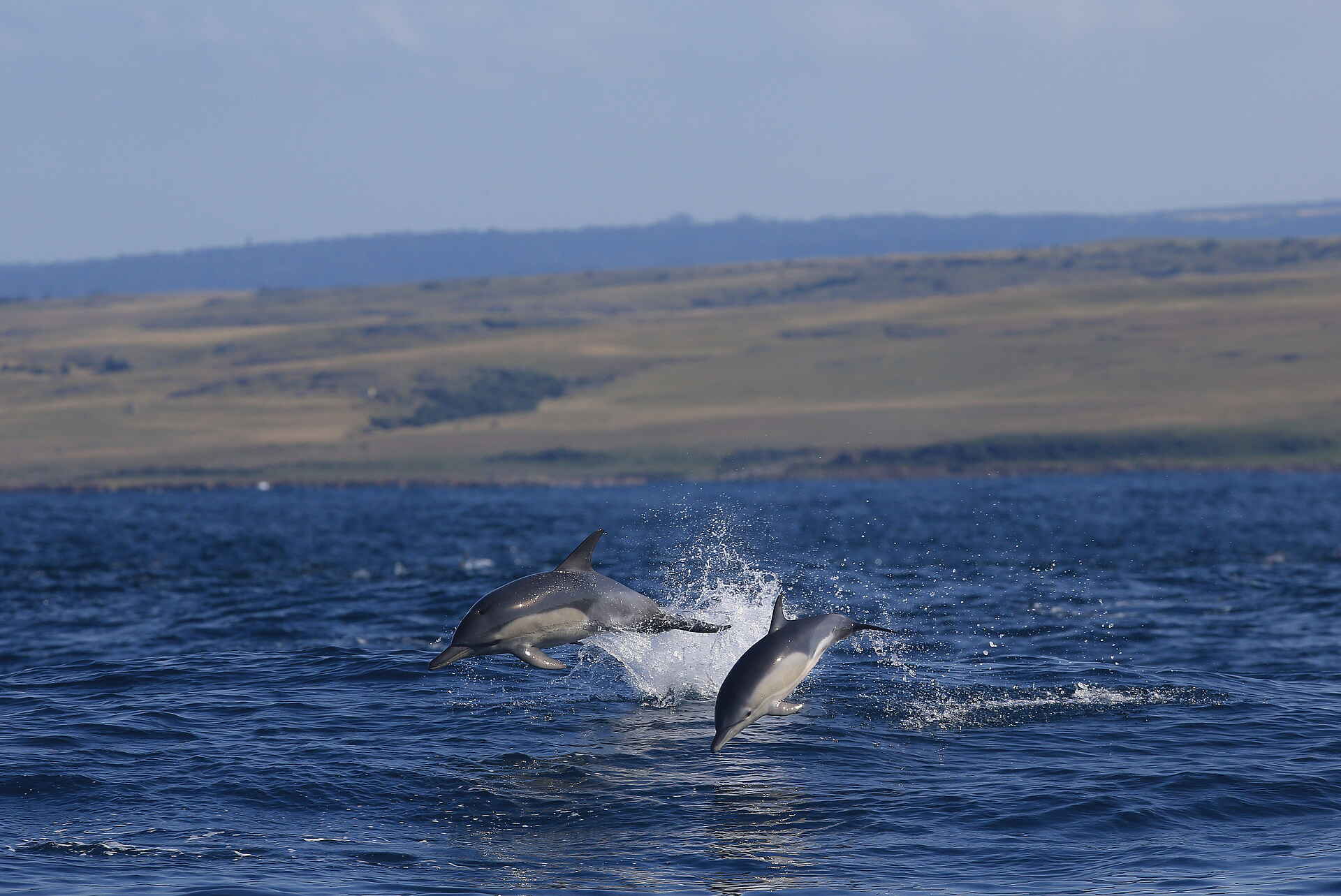 GweGwe Beach Lodge: Eine Gruppe von Delfinen GweGwe Beach Lodge: Eine Gruppe von Delfinen