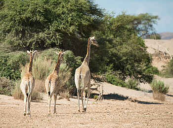 Hoanib Skeleton Coast Camp: Giraffentrio
