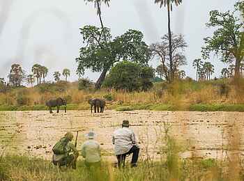 Kwihala Camp: Elefantenbeobachtung