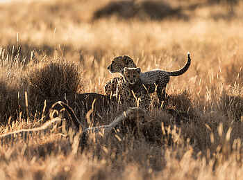 Lewa Safari Camp: Gepard mit Baby auf Baumstamm