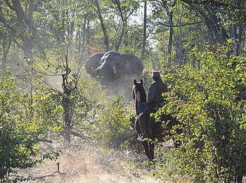 Macatoo Camp: Begegnung mit Elefant