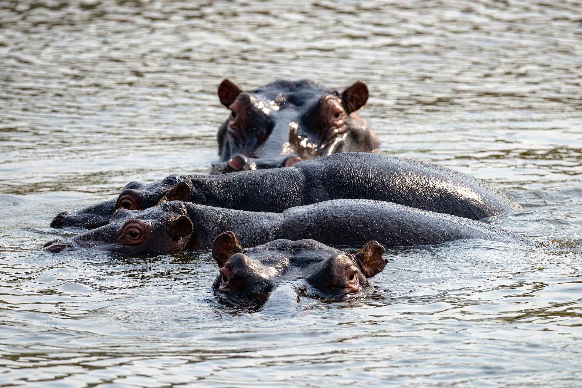 Madwaleni River Lodge: Nilpferde