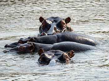 Madwaleni River Lodge: Nilpferde