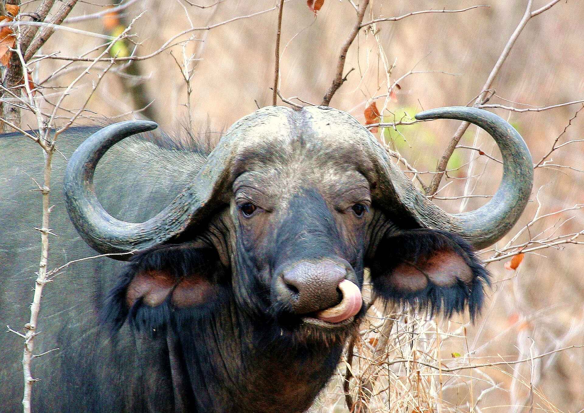 Miyala Camp: Afrikanischer Büffel