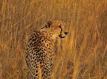 Mukambi Fig Tree Bush Camp: Ein Gepard schaut hinter sich