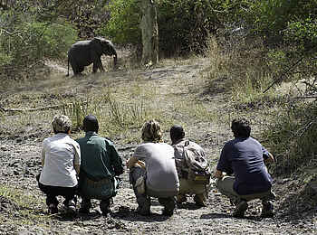 Mvuu Camp: Geduld wird belohnt