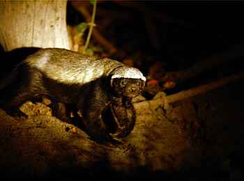 Norman Carr Safaris: Honigdachs