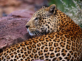 Okonjima Plains Camp: Leopardenfell Okonjima Plains Camp: Leopardenfell