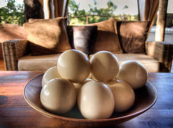 Okuti Camp: Straußeneier