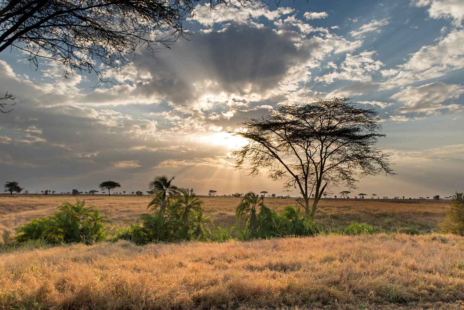 Ole Serai Luxury Camp - Turner Springs: Die Serengeti Ole Serai Luxury Camp - Turner Springs: Die Serengeti