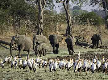 Robin Pope Safaris: Elefanten und Nimmersatte