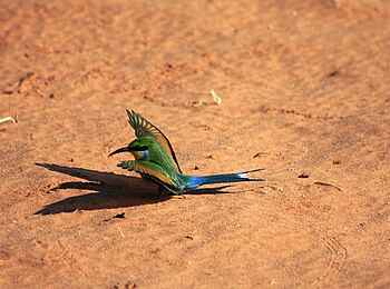 Rooiputs Lodge: Weißstirnspint beim Staubbad