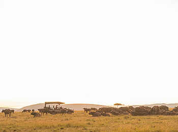 Saruni Eagle View: Büffel Saruni Eagle View: Büffel