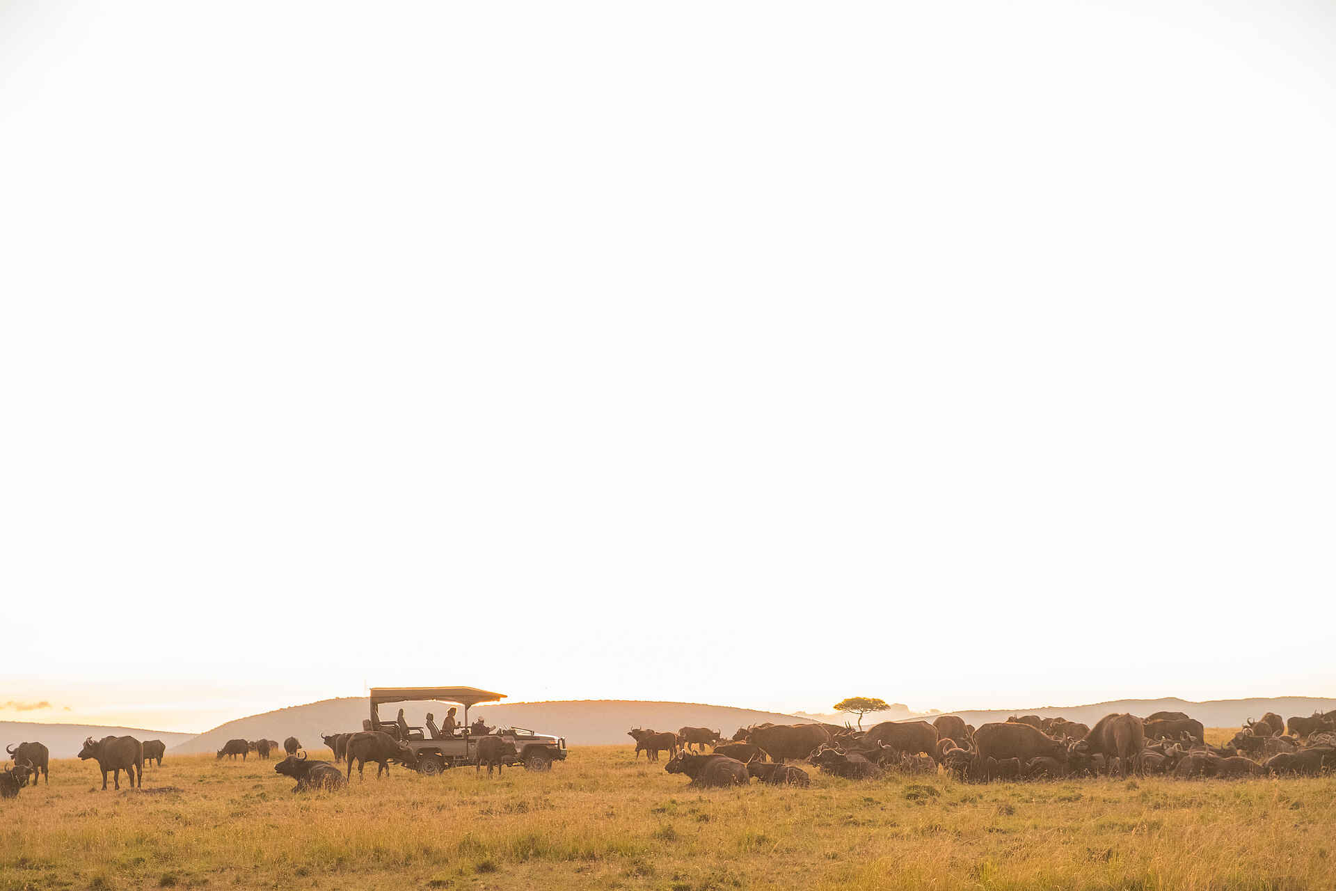 Saruni Eagle View: Büffel