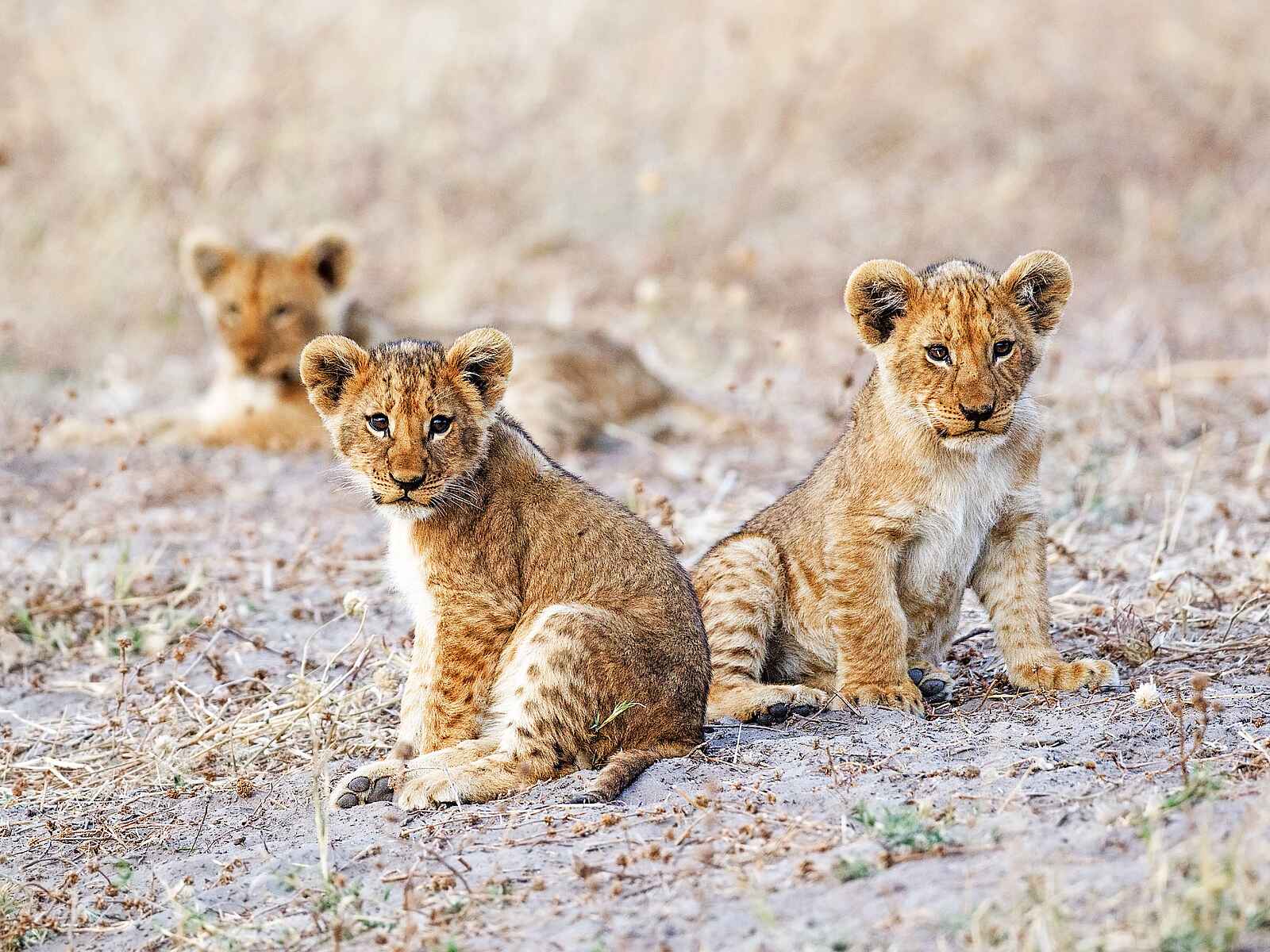 Savute Safari Lodge: Löwenbabys Savute Safari Lodge: Löwenbabys