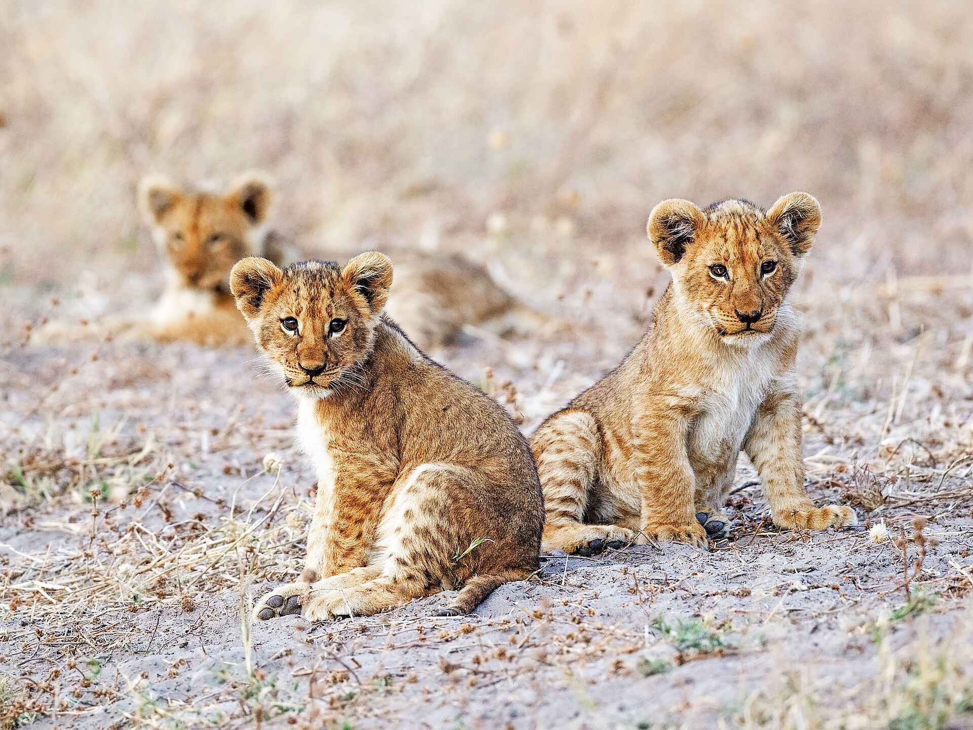 Savute Safari Lodge: Löwenbabys