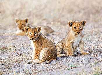 Savute Safari Lodge: Löwenbabys Savute Safari Lodge: Löwenbabys