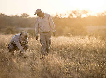 Singita Boulders Lodge: Entdeckungen auf Wandersafari