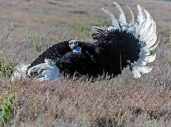 Sirikoi: Straußmännchen