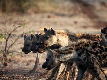 Tuli Safari Lodge Mashatu: Hyänen Clan