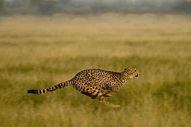 Botswana Southbound: Ein Gepard beim Jagen Botswana Southbound: Ein Gepard beim Jagen