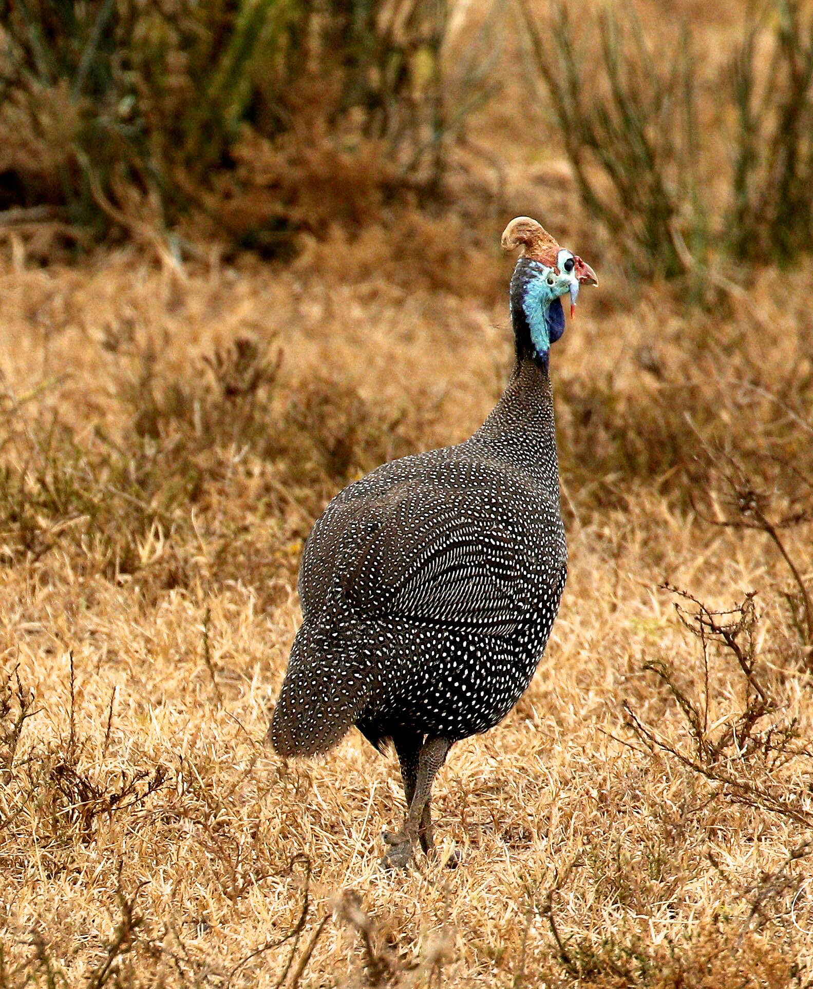 Founders Reserve, Mantis Collection, Shamwari Game Reserve, Helmperlhuhn, Afrikarma, Afrikarma Safaris, Afrikarma Safaris - Wildnis. Hautnah., Afrikarma.de