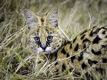 Mombo Camp: Serval Mombo Camp: Serval