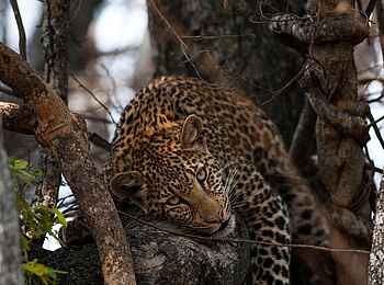 Ntemwa Busanga Bushcamp: Leopard ruht in einem Baum