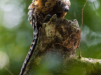 Sangha Lodge: Pangolin auf einem Ast Sangha Lodge: Pangolin auf einem Ast