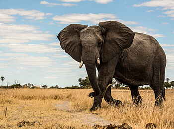 Selinda Camp: Elefant