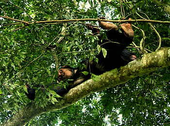 Volcanoes Kyambura Gorge Lodge: Ruhender Schimpanse Volcanoes Kyambura Gorge Lodge: Ruhender Schimpanse