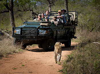 andBeyond Tengile River Lodge: Leopard