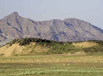 Damaraland Camp: Springbockherde