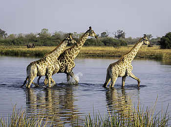 Duma Tau Camp: Giraffen