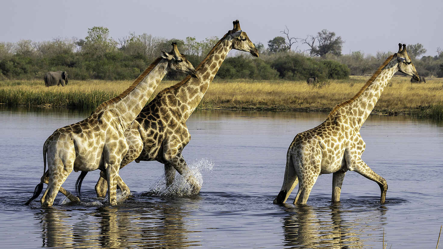 Duma Tau Camp: Giraffen