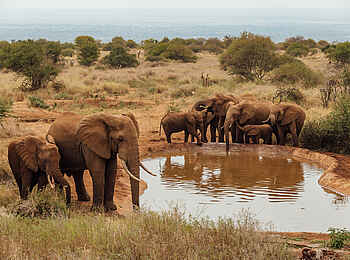 Elephant Gorge Camp: Elefanten an Wasserstelle