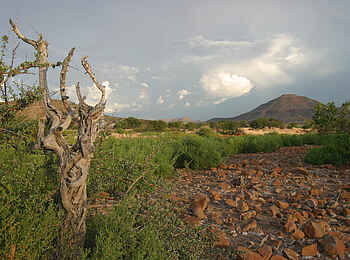 Etendeka Mountain Camp: Erwachen der Natur Etendeka Mountain Camp: Erwachen der Natur