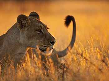 Four Seasons Safari Lodge: Löwin Four Seasons Safari Lodge: Löwin