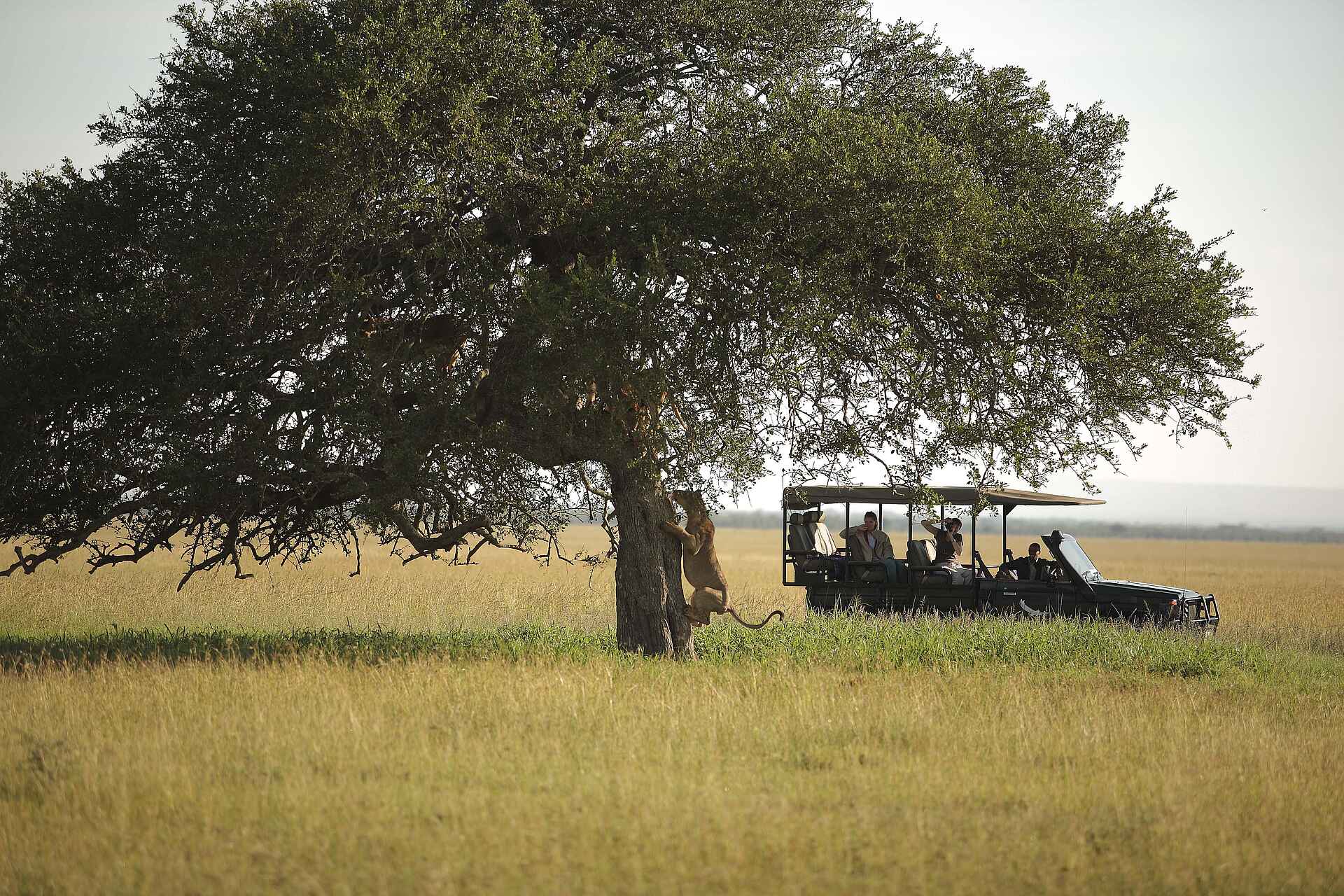 Grumeti Serengeti Tented Camp, Aktivitäten, Löwe