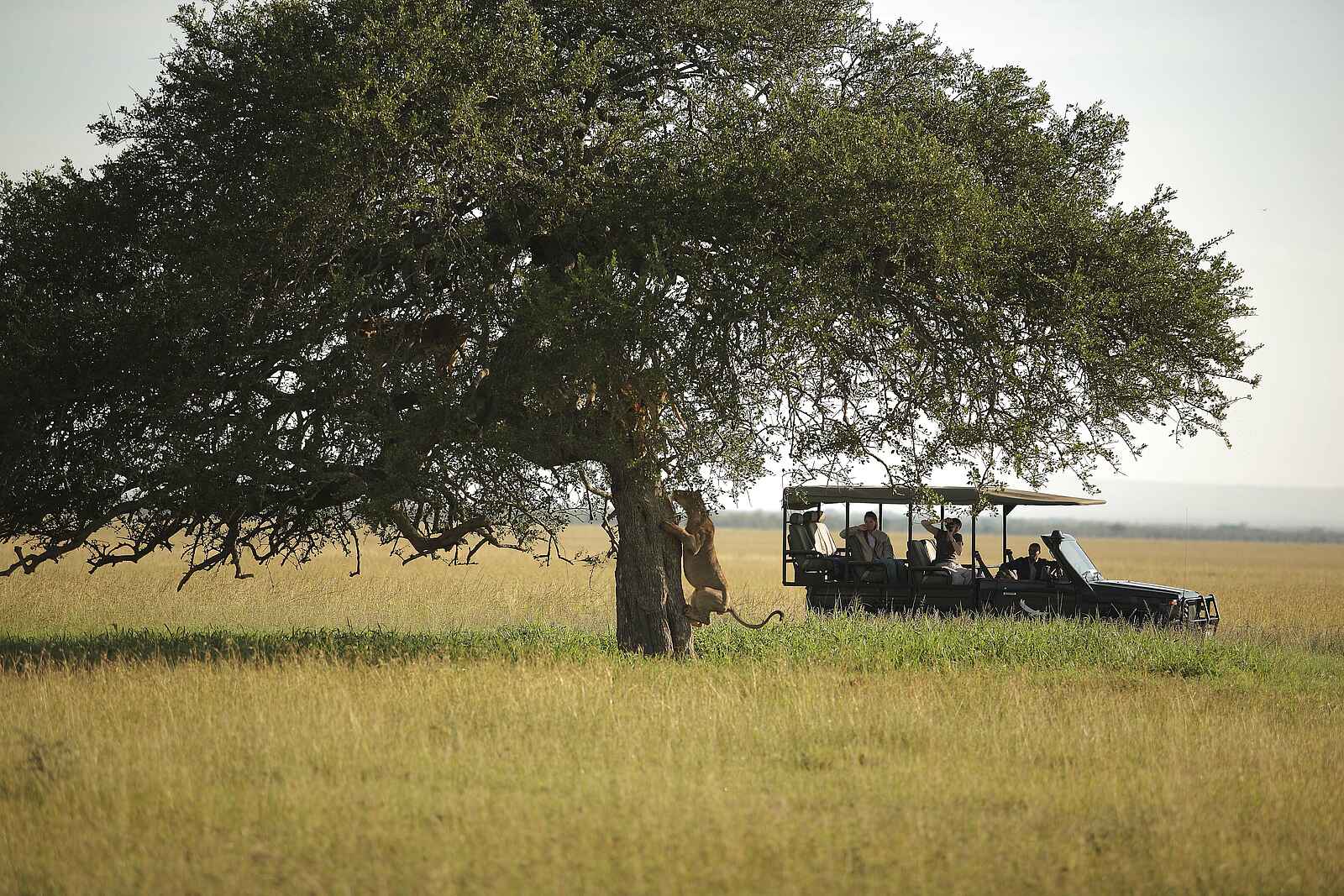Grumeti Serengeti Tented Camp: Kletternde Löwin Grumeti Serengeti Tented Camp: Kletternde Löwin