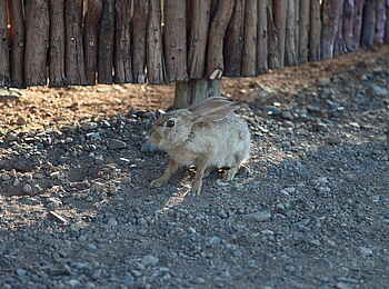Hoodia Desert Lodge: Häschen
