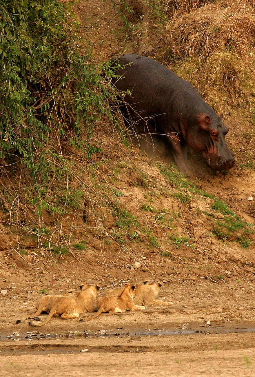 Kaingo Hippo Hide: Löwen empfangen ein Flusspferd Kaingo Hippo Hide: Löwen empfangen ein Flusspferd
