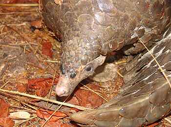 KaingU Safari Lodge: Schuppentier