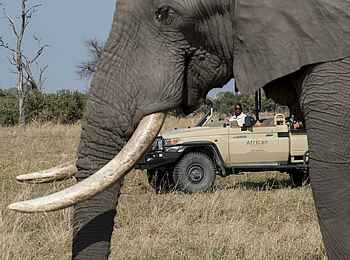 Khwai Leadwood: Elefantenbulle